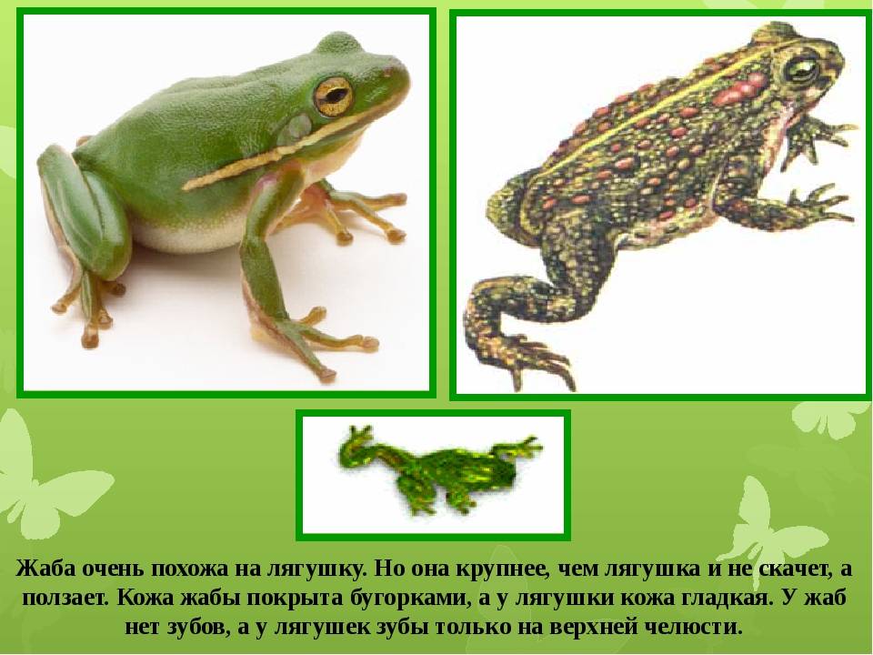 Сходство лягушки и жабы 2. Различия лягушки и Жабы различия. Жаба и лягушка отличия. Сходство и различие лягушки и Жабы. Как отличить жабу от лягушки.