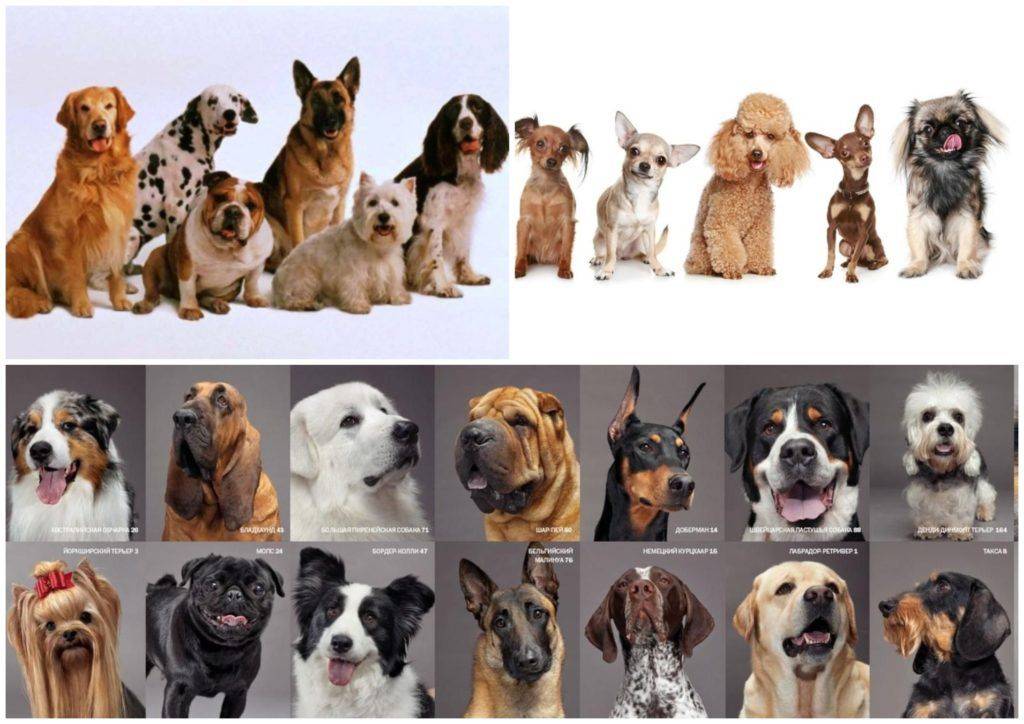 Самая распространенная порода собак в мире: количество, плюсы и минусы