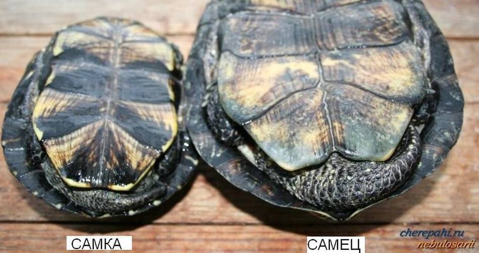 Как определить пол красноухой черепахи, 10 отличий