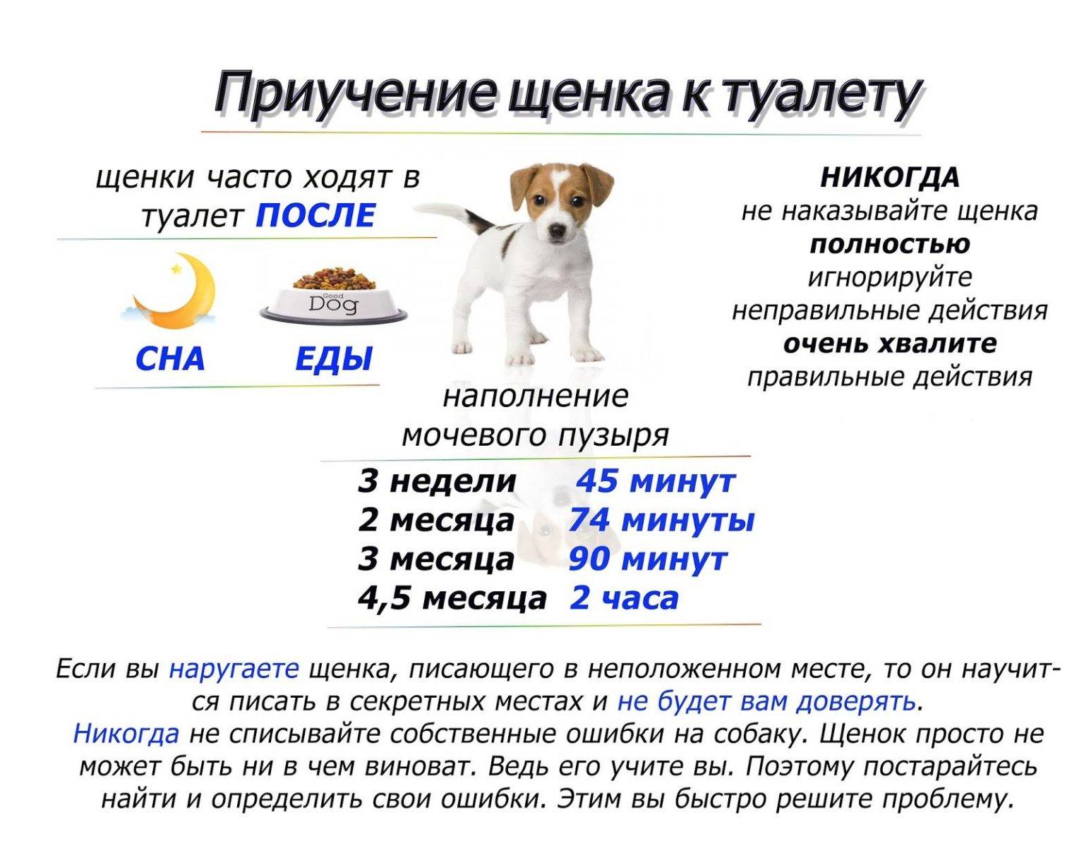 ᐉ щенок один дома - ➡ motildazoo.ru