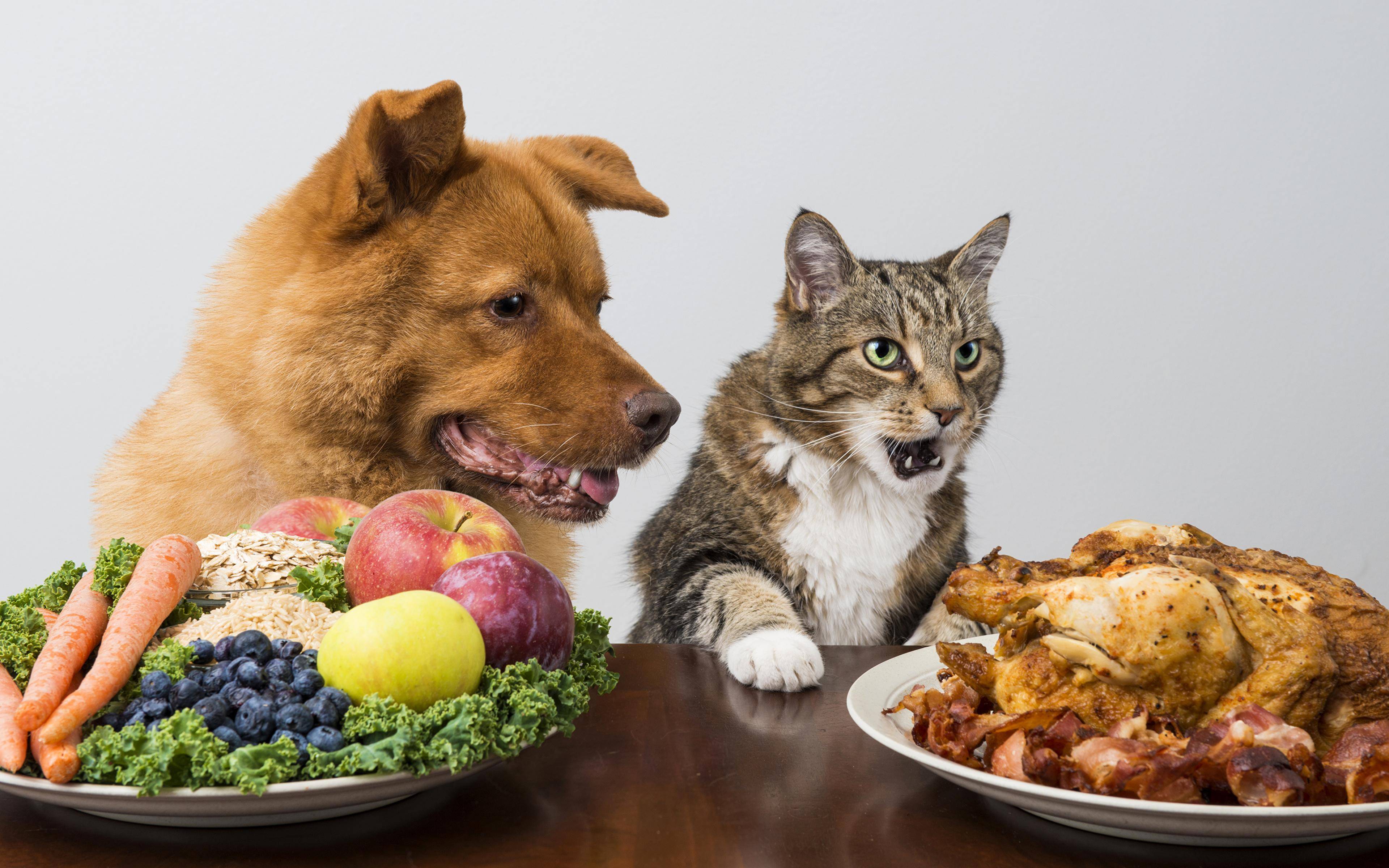 Можно ли собакам давать кошачий корм: сухой, влажный и в пакетиках, почему нельзя есть, что будет, если кормить щенков, вредно ли это