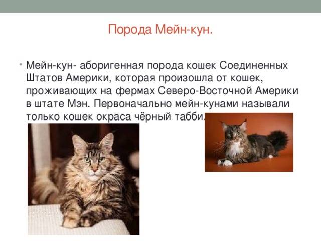 Мейн-кун порода кошек. описание, особенности, характер, уход и содержание