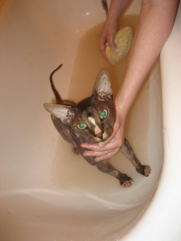 Как помыть кота без проблем, если он боится?