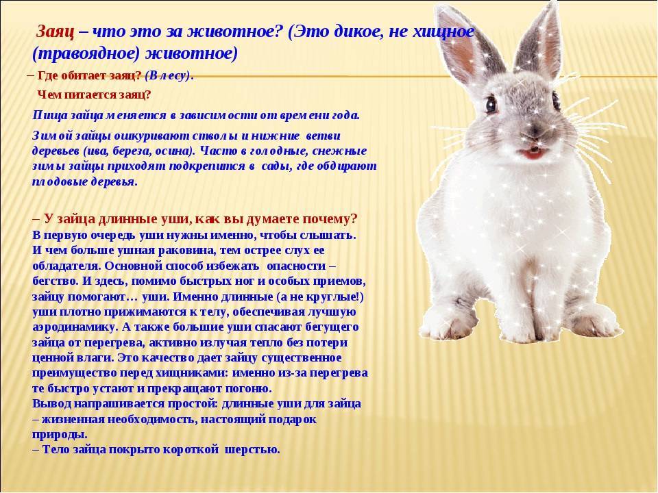 Кролик европейский, или кролик дикий | мир животных и растений