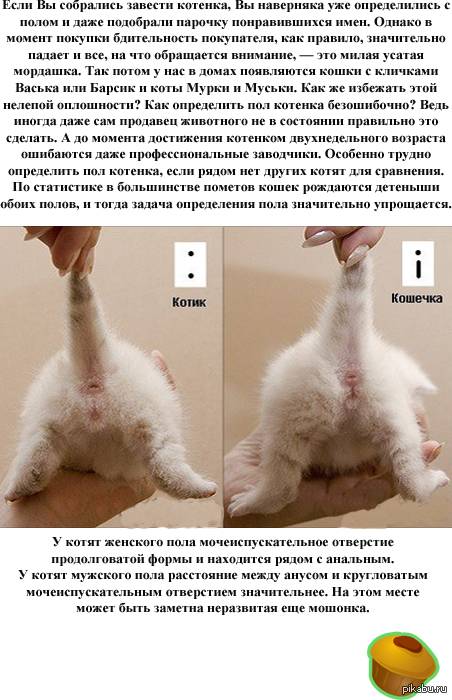 Как узнать что кошка беременна: в домашних условиях, с помощью рентгена, узи, теста