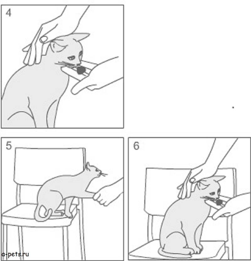 Дрессировка кошек — основные команды с трюками и пошаговой инструкцией по обучению кота в домашних условиях