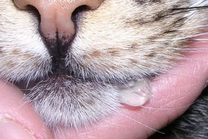 Пена у кошки изо рта: список основных причин и первая помощь питомцу | ваши питомцы