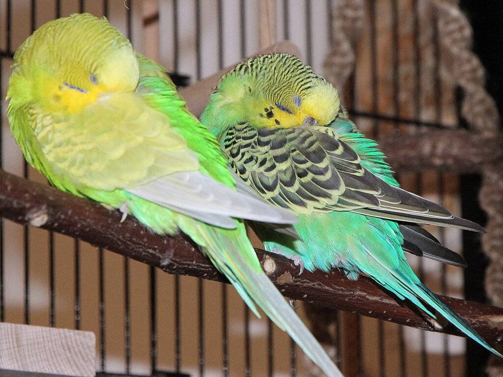 Особенности сна волнистых попугаев — как спят в дикой природе и в домашних условиях