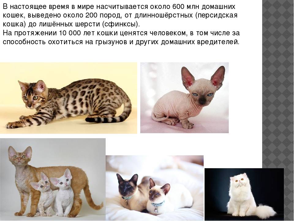 Фото и названия диких кошек и представителей домашних кошачьих пород с кисточками на ушах