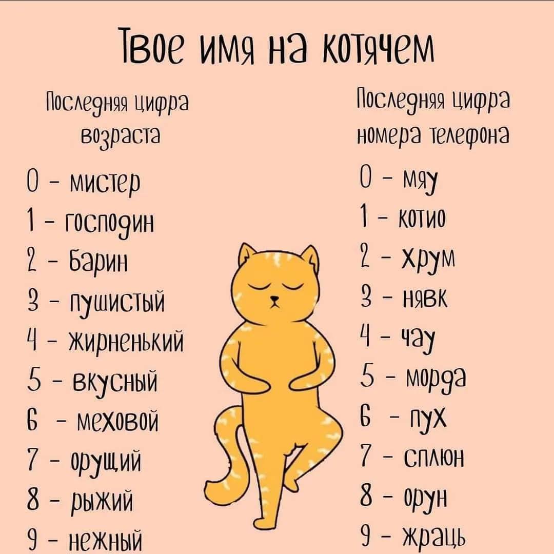 Как на щватт кота мальчик