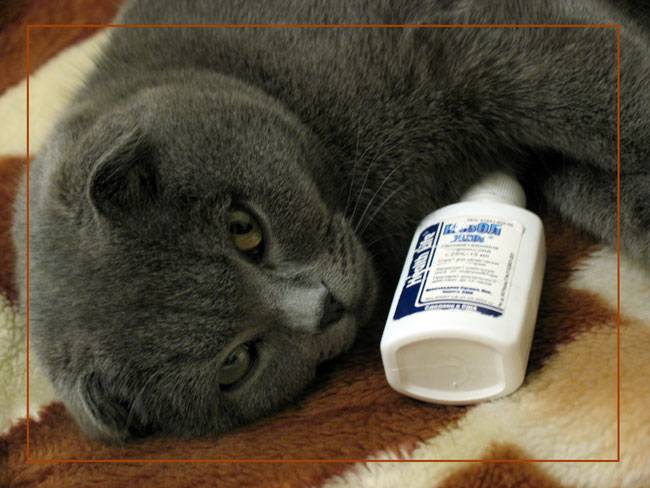 Насморк у кошек – причины и способы лечения.