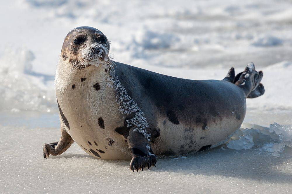 Cообщение о тюлене: доклад для детей, интересные факты