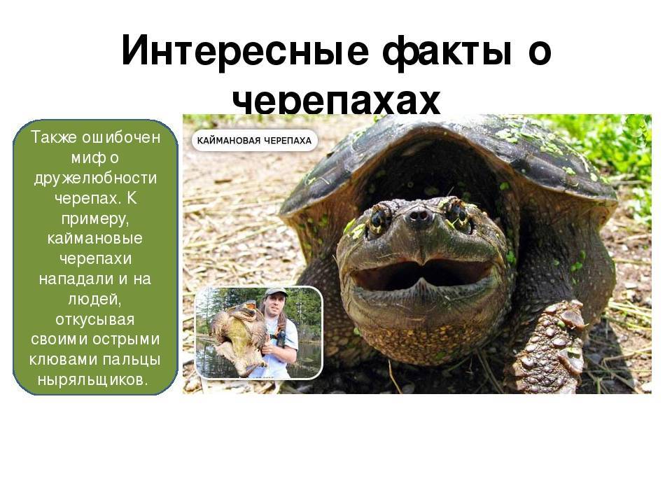 Пресноводные домашние черепахи и их жизнь в террариуме