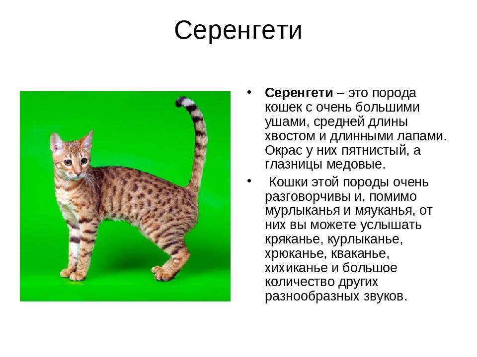 Порода серенгети. кошка серенгети: описание, характер, содержание в домашних условиях, отзывы :: syl.ru