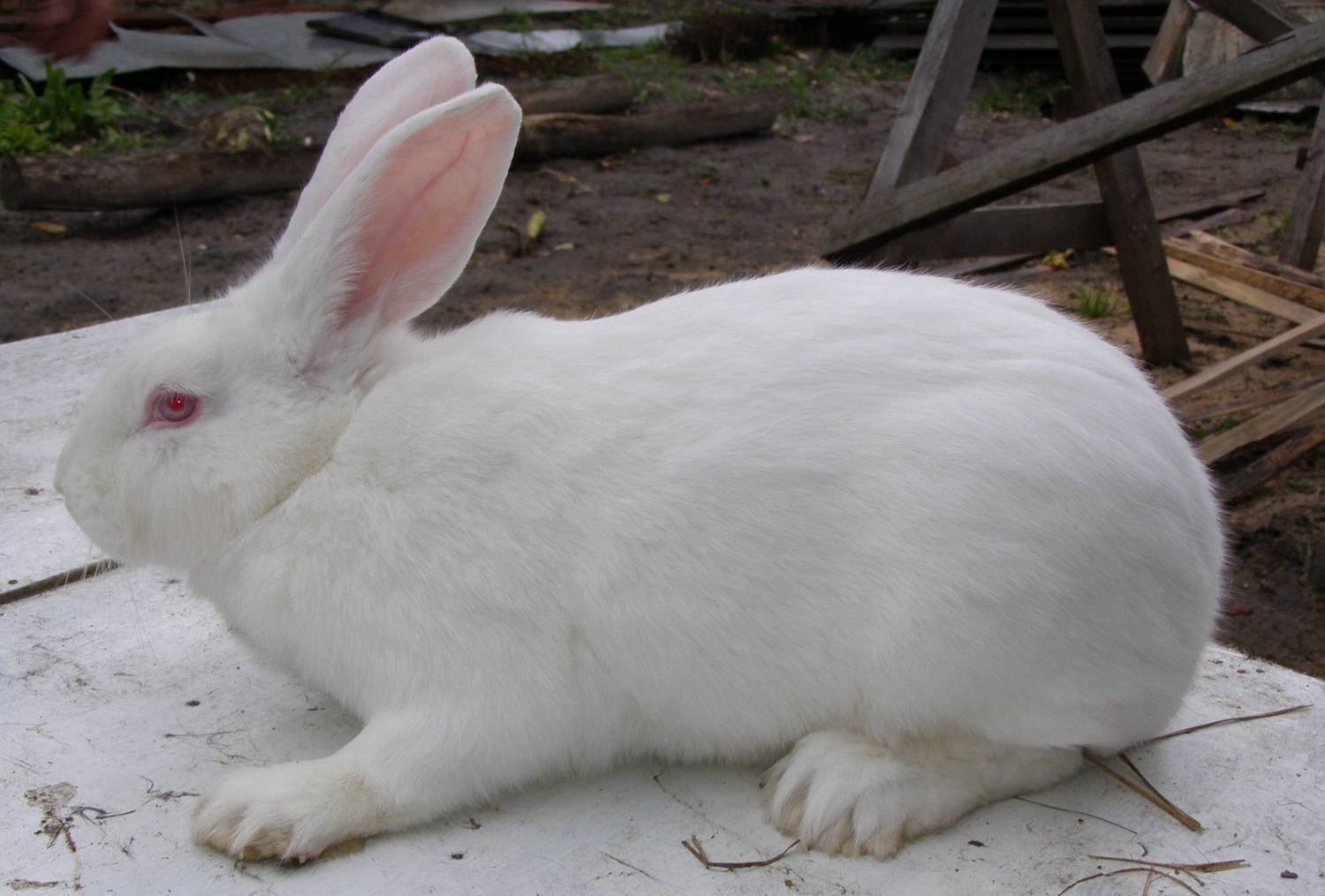 Кролик белый паннон: характеристика и описание породы, отзывы