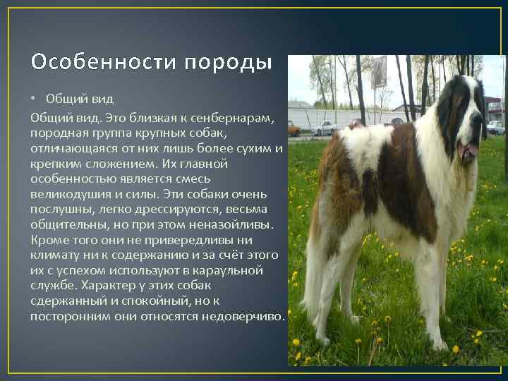 Московская сторожевая собака: фото и характеристика породы
московская сторожевая собака: фото и характеристика породы