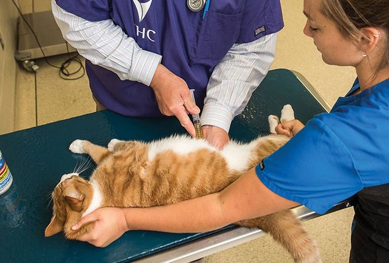 Мастит у кошки: причины и как лечить в домашних условиях- профилактика +фото и видео