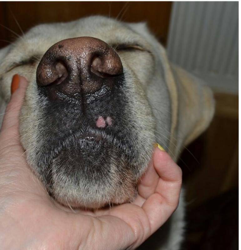 У собаки опухла морда — с одной стороны, причины