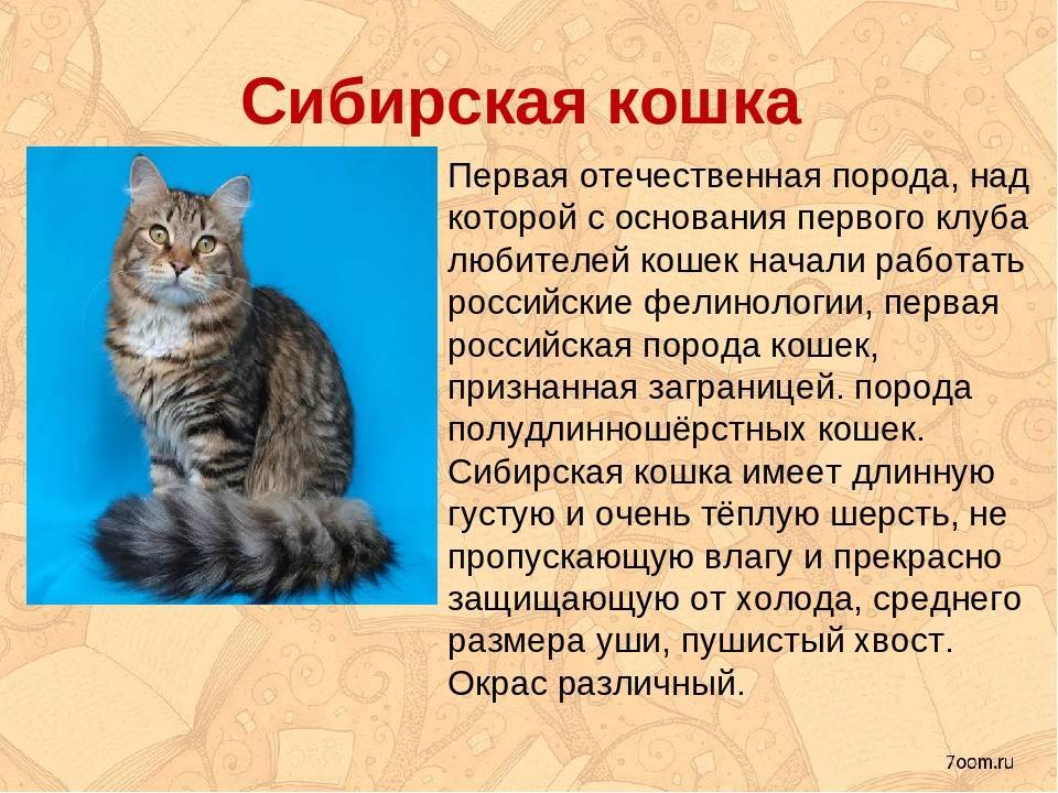 Серенгети – история, внешность и характер кошки | ваши питомцы