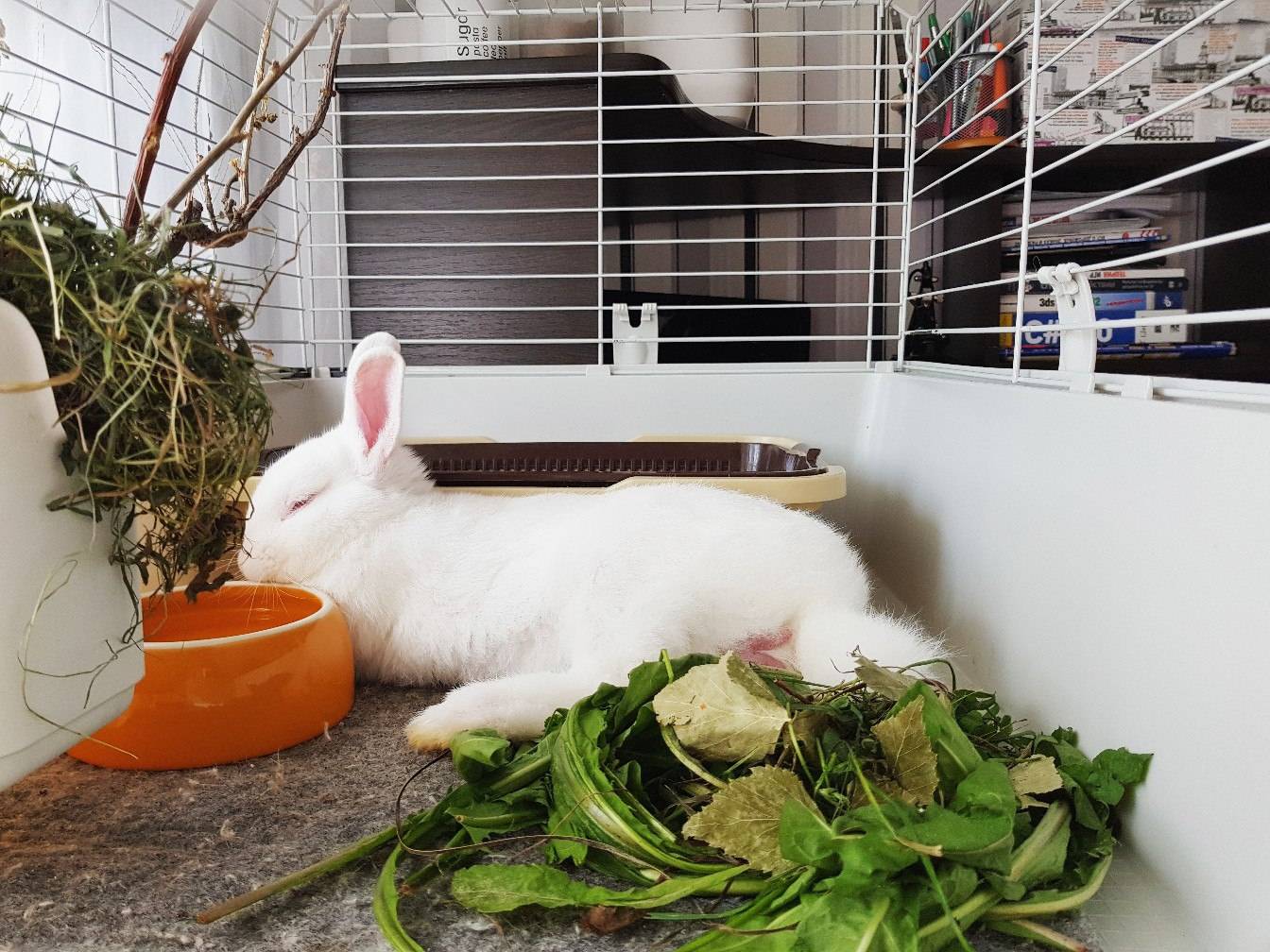 Декоративные кролики: породы, их описание и фото. домашние карликовые кролики: описание, уход, содержание :: syl.ru