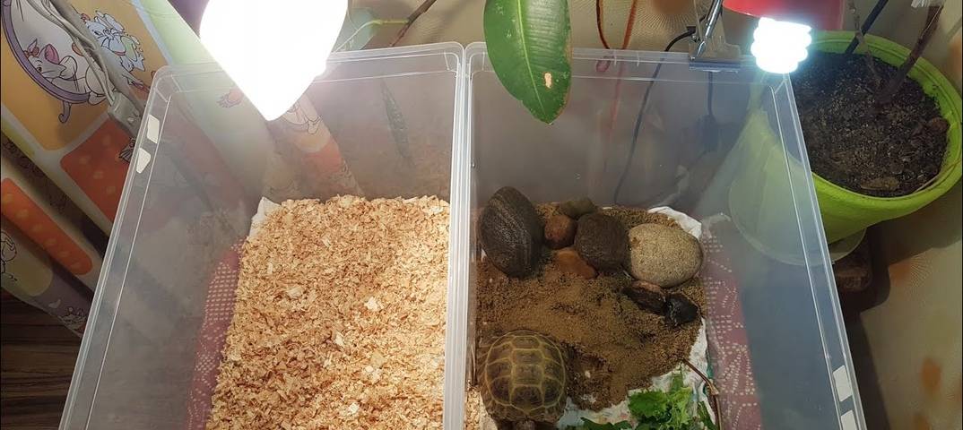 Что едят сухопутные черепахи в домашних условиях