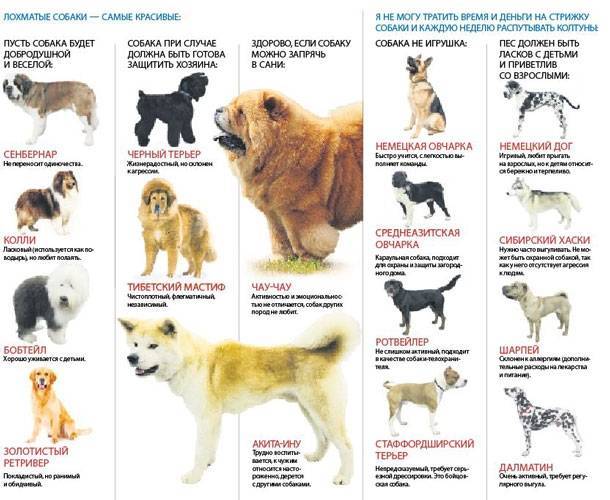 Распространённые породы маленьких домашних собак и рекомендации по их выбору