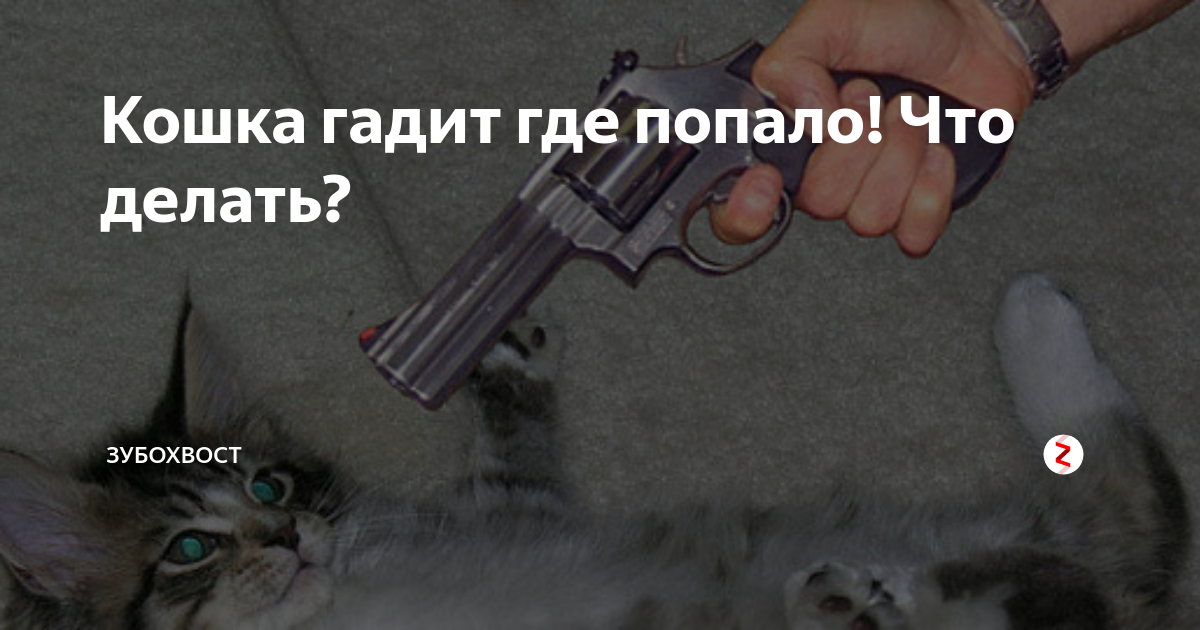 5 причин почему кошка везде ссыт - что делать - kotiko.ru