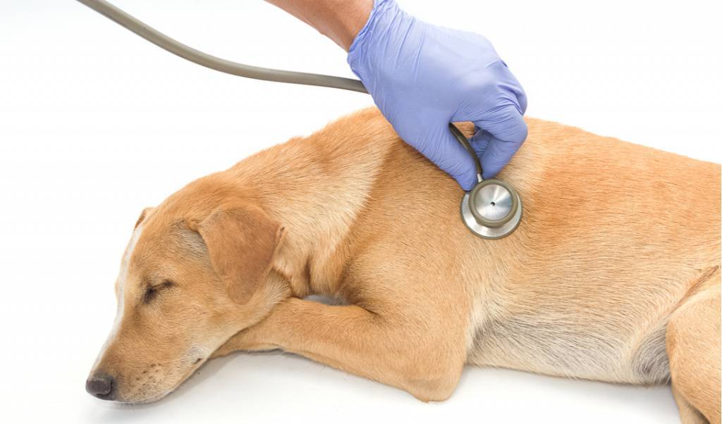 Одышка у собаки: причины, первая помощь, лечение | блог ветклиники "беланта"