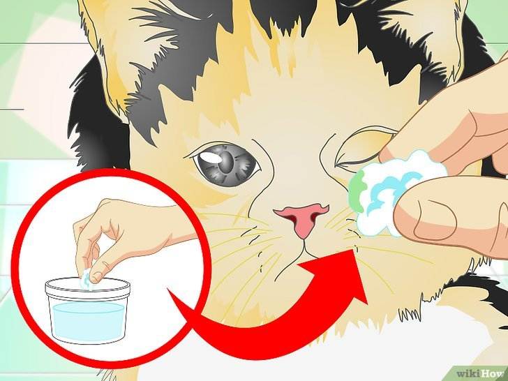 У котенка гноятся глаза: 6 основных причин, лечение и профилактика | блог ветклиники "беланта"