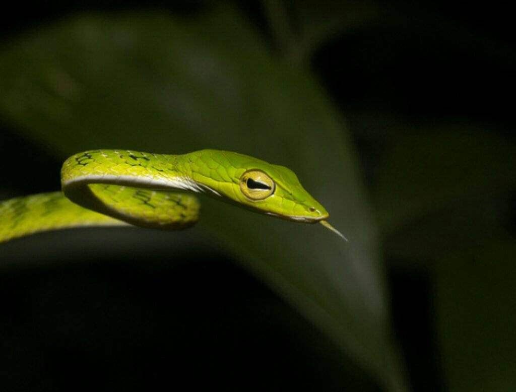 Обыкновенная попугайная змея — тонкий зеленый уж