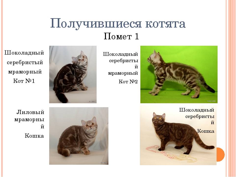 Этапы развития новорожденных котят