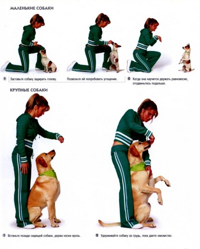 ᐉ как начать дрессировку собачьей упряжки - ➡ motildazoo.ru
