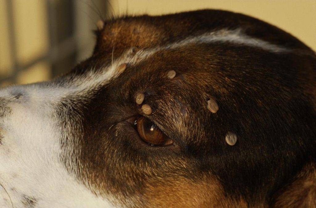 Подкожный клещ у собак - симптомы и лечение