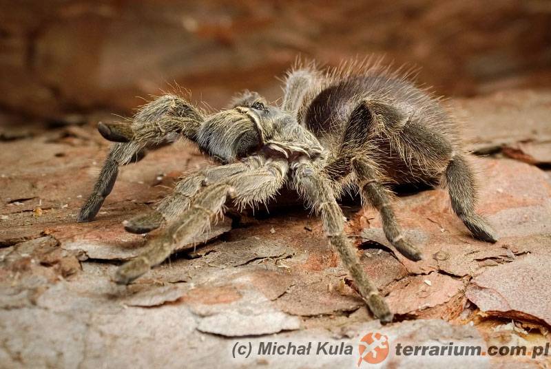 Чем опасны желтые саки и к чему может привести укус этого паука?
