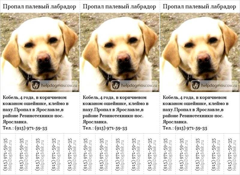 ᐉ имена для собак лабрадора, мальчиков и девочек - ➡ motildazoo.ru