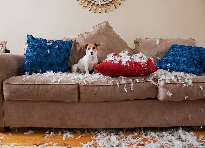 Что делать, если собака постоянно метит в квартире: порядок отучения питомца