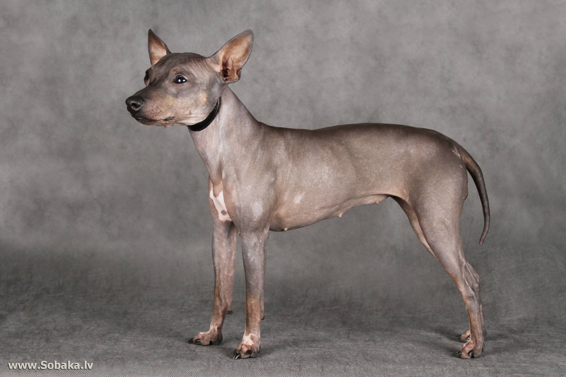 Характеристика породы собак американских и английских голых терьеров