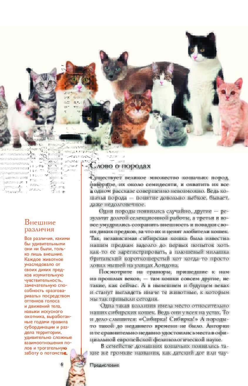 Интересные факты о котах и кошках: легенды и предания, связанные с этими животными