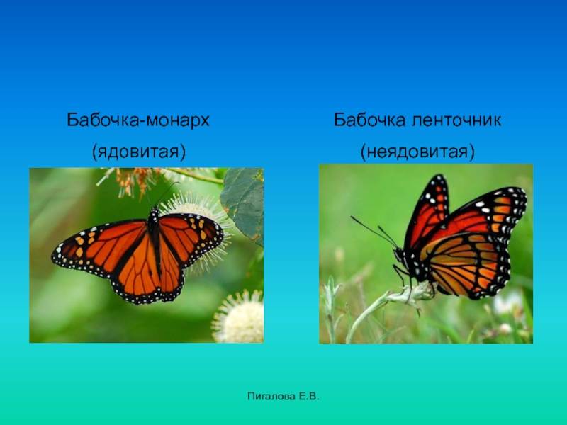 Бабочка монарх: факты о культовых мигрирующих насекомых