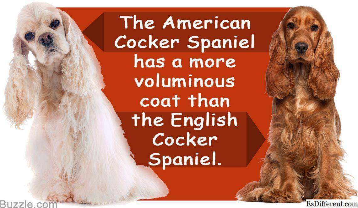 Как выбрать и воспитывать щенка американского кокер-спаниеля