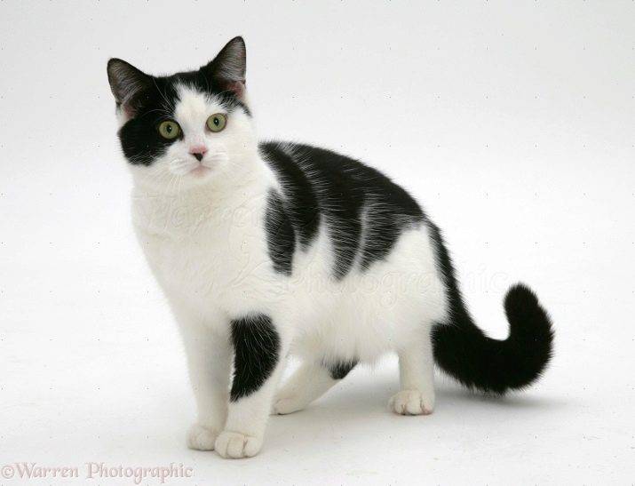 Черно-белый кот, кошка, котенок: какое название у породы с таким окрасом?