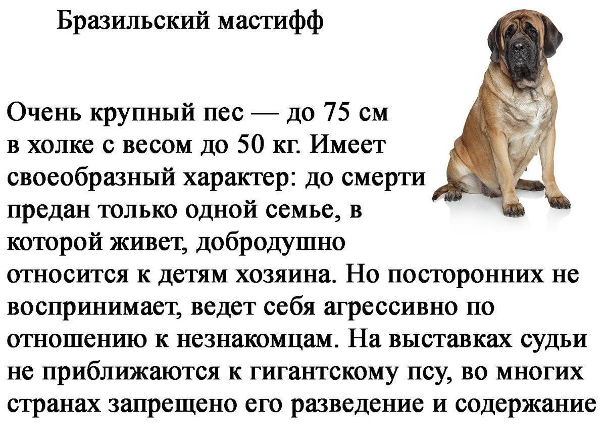 Самые послушные породы собак - названия и фото (каталог)
