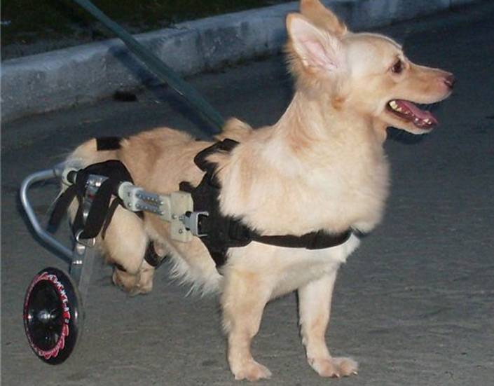 Как ухаживать за парализованной собакой