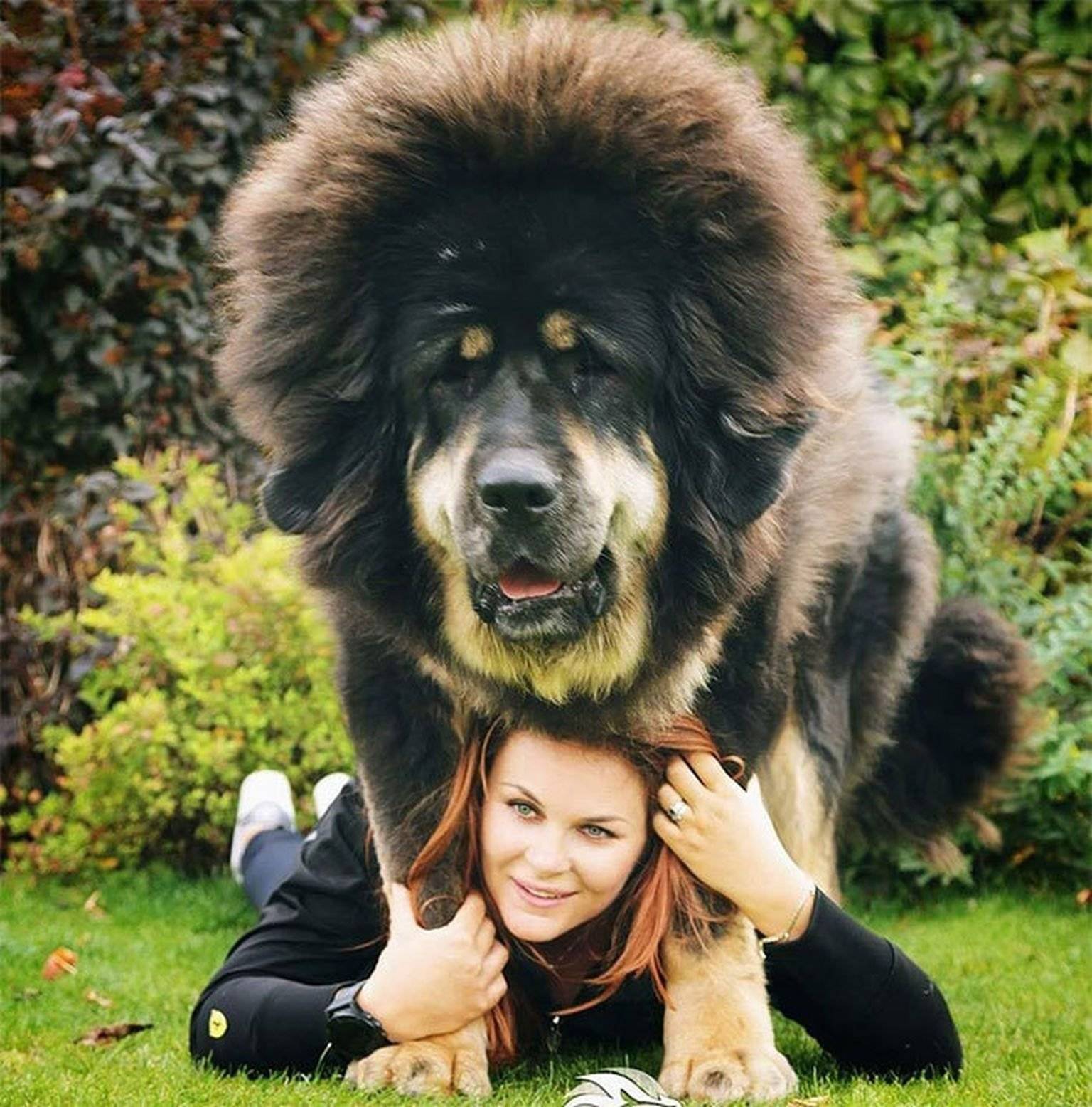 10 самых крупных собак в мире: фотоподборка