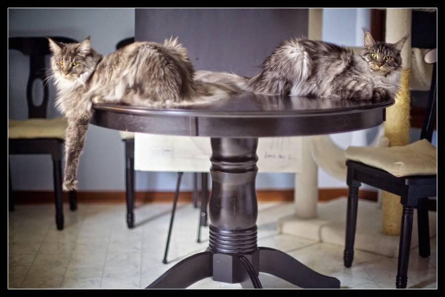 Как отучить кота лазить на стол: советы и эффективные способы