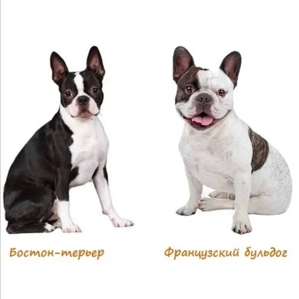 Бостон терьер и французский бульдог отличия — boston terrier