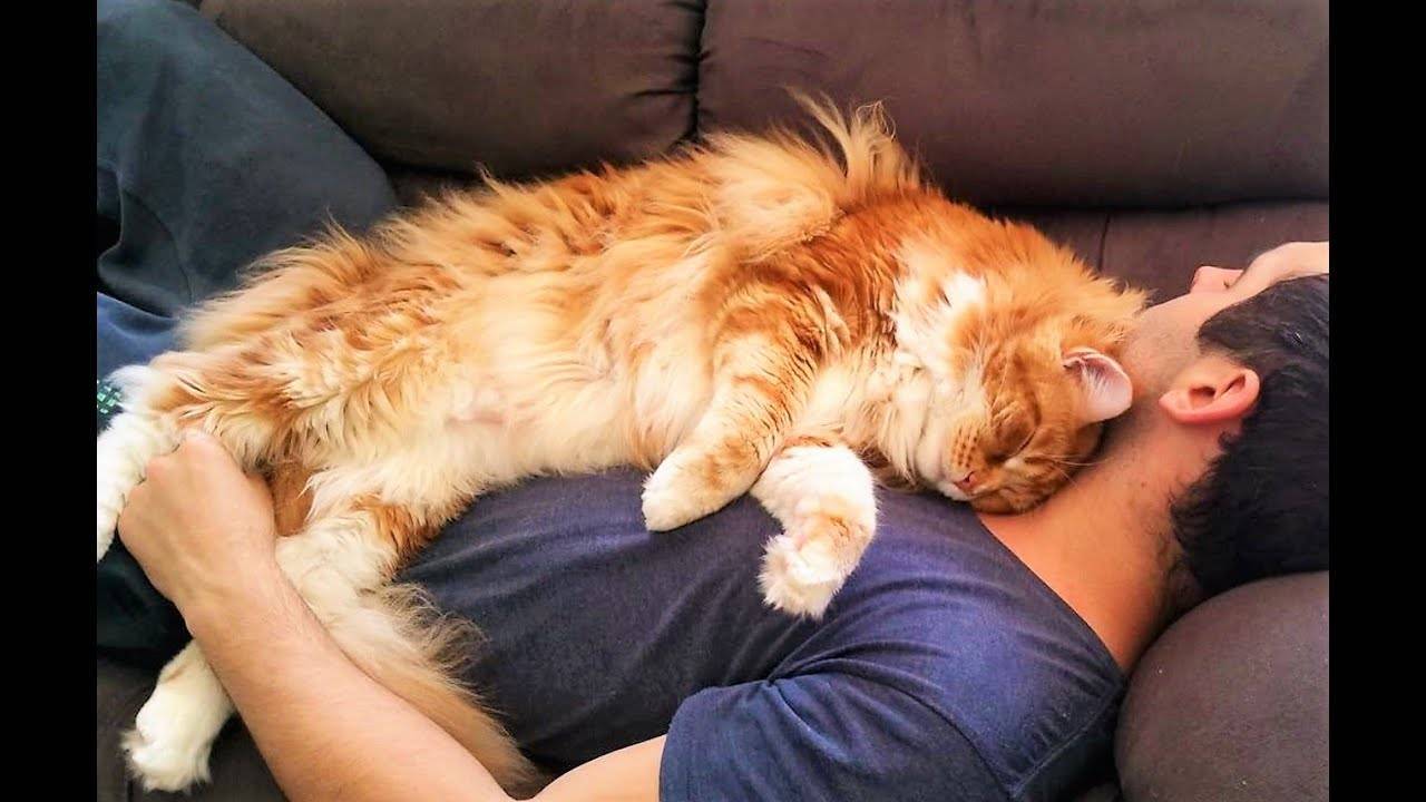 Почему коты любят лежать и спать на спине: перед хозяином или раскинув лапы