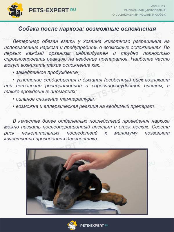 Уход за собакой после стерилизации без вызова осложнений