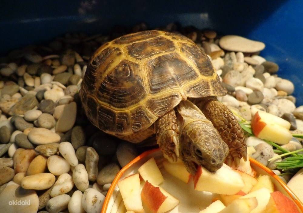Уход за черепахой в домашних условиях