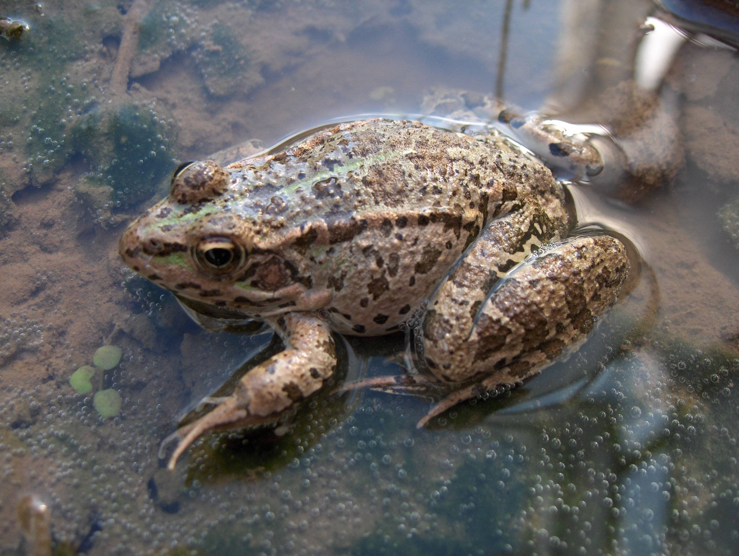 Озерная лягушка: фото, характеристика :: syl.ru